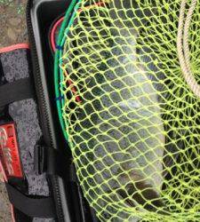 雨の中赤島で白子パンパンのグレが釣れました！