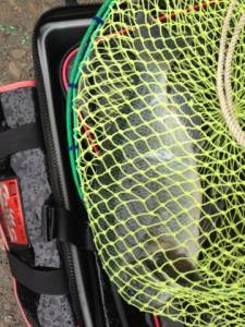 雨の中赤島で白子パンパンのグレが釣れました…