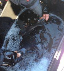 串本東部でフカセでグレ10匹オーバーの釣果あり♪