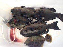 双子の子でフカセ釣り、子の先端でグレゲット！！