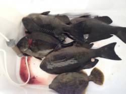 双子の子でフカセ釣り、子の先端でグレゲット…