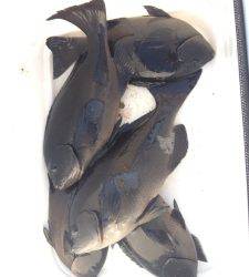 ウノクソ、見回りで磯替わりをして昼から５枚ゲット！