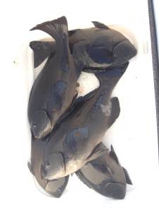 ウノクソ、見回りで磯替わりをして昼から５枚…