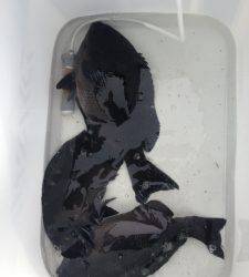 萩尾でフカセ、イサギも釣れて良かったです(^_-)-☆