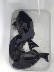 萩尾でフカセ、イサギも釣れて良かったです(…