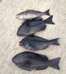 萩尾でフカセ、イサギも釣れて良かったです(^_-)-☆