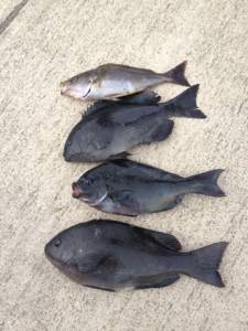 萩尾でフカセ、イサギも釣れて良かったです(^_-)-☆