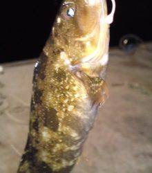 須磨 メバリングでタケノコメバル2匹＆グジメ19cm