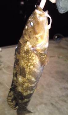 須磨 メバリングでタケノコメバル2匹＆グジメ19cm