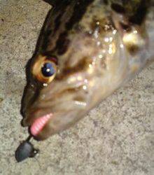 須磨 メバリングでタケノコメバル2匹＆グジメ19cm