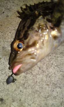 須磨 メバリングでタケノコメバル2匹＆グジ…