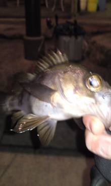 淡路島観光ホテル 北風が強い中でのメバリン…