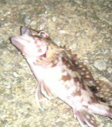 岩屋メバリング釣行、MAGBITEでGET★