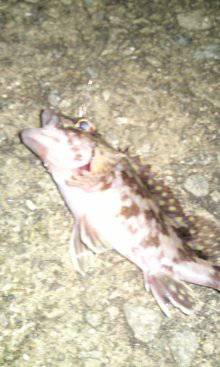 岩屋メバリング釣行、MAGBITEでGET★