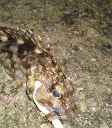 岩屋メバリング釣行、MAGBITEでGET★