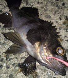 アジュール舞子～西舞子でメバリング、久々の20cmオーバー！