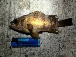 須磨 メバリングでメバル16cm