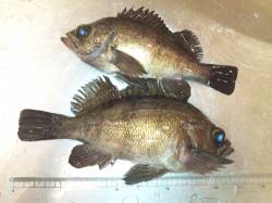 大阪南港 メバリングでメバル19＆22cm…