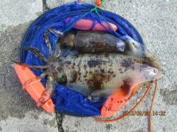 串本港 ヤエンでアオリイカ〜1.5kg4ハ…