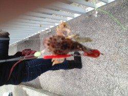 大蔵海岸 胴突きシラサでガシラ2匹