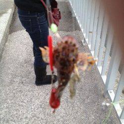 大蔵海岸 胴突きシラサでガシラ2匹