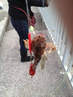 大蔵海岸 胴突きシラサでガシラ2匹