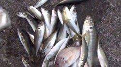 田辺元島堤防 サビキでアジ、チャリコ、サバ