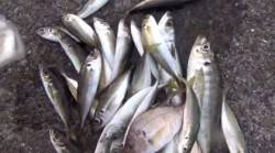 田辺元島堤防 サビキでアジ、チャリコ、サバ…