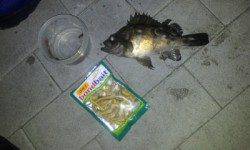 ジグヘッドを巻いてメバル&シーバス☆