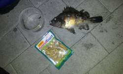 ジグヘッドを巻いてメバル&シーバス…