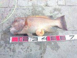 翼港で2日間釣行、カンダイの釣果、水温上がれば更に期待大♪