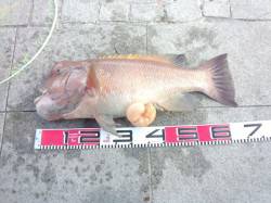 翼港で2日間釣行、カンダイの釣果、水温上が…