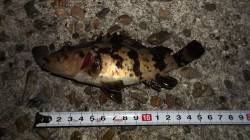 本荘人工島 胴突き釣りでメバルなど4目釣り…