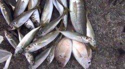 田辺元島堤防 サビキでアジ、チャリコ、サバ