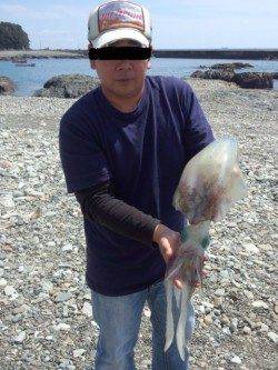 江住漁港レッド系のエギ3.5で2kgアップのアオリイカ♪