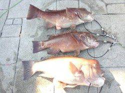 翼港で2日間釣行、カンダイの釣果、水温上がれば更に期待大♪