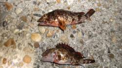 本荘人工島 探り釣りでガシラ2匹