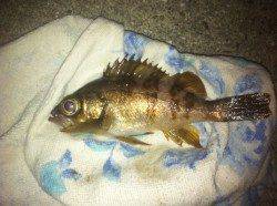 福良湾 メバリングでメバル3匹＆タコ