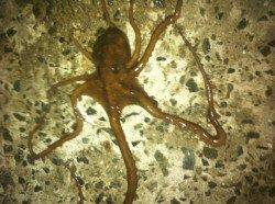 福良湾 メバリングでメバル3匹＆タコ