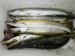 すさみ ジグヘッド使用でカマスの釣果出てま…