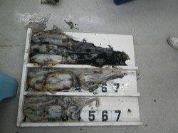 椿でアオリ７杯で６キロオーバー！！