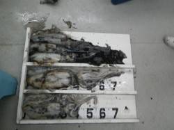 椿でアオリ７杯で６キロオーバー！！