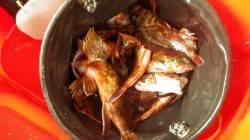 堺漁港にて２時間でガシラ25匹の爆釣！