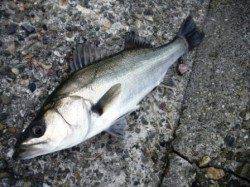 よくアタっていました♪　泉大津RT1日あさ