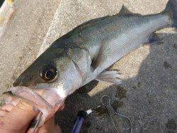 兵突RT、春ハネがスタート