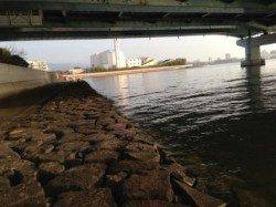 【今日も朝からエビ撒き釣りでハネ３本】南芦屋