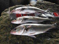 【石畳でも釣れてます♪】南芦屋浜