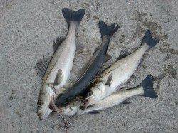 【いいぞ♪エビ撒き】南芦屋浜リアルタイム