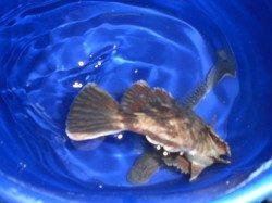 兵突のゴールデンタイムいいですね！