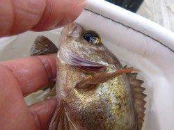 明るい時間に空メバル